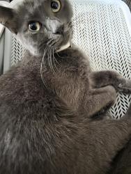 Reunited Female Cat last seen Denton ave and hicks, natural preserve on south side of denton between hicks and Brenda st, Hudson, FL 34667