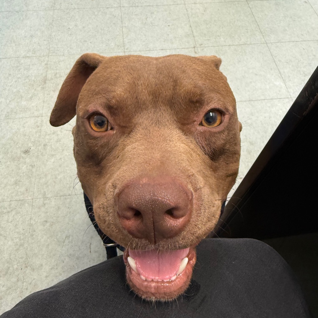 Shelter Stray Male Dog last seen , Animal Care & Control Team of Philly, 111 W Hunting Park Ave, Philadelphia, PA 19140, USA