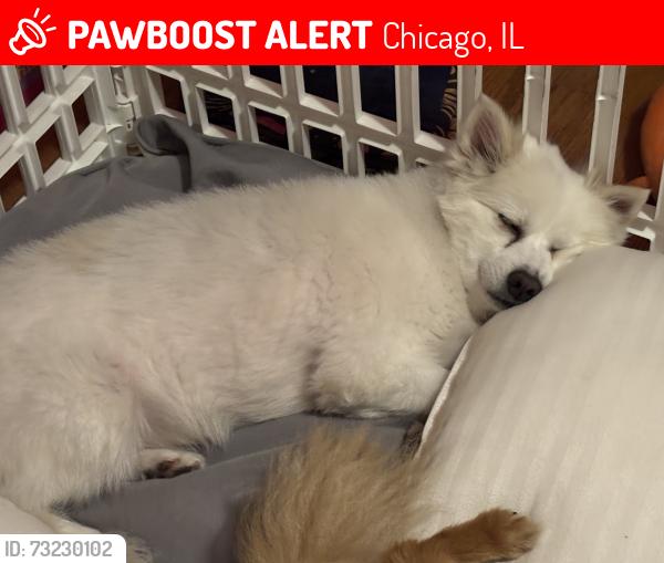 Lost Female Dog last seen 104th street, Chicago, IL 60617