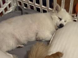 Lost Female Dog last seen 104th street, Chicago, IL 60617