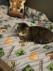 Lost Male Cat last seen Bromley cross, Bromley Cross, England 