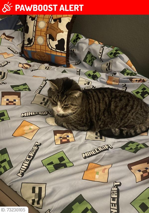Lost Male Cat last seen Bromley cross, Bromley Cross, England 