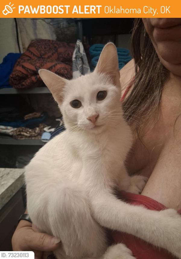 Found/Stray Male Cat last seen Grand, Oklahoma City, OK 73129
