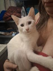 Found/Stray Male Cat last seen Grand, Oklahoma City, OK 73129