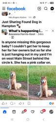 Reunited Female Dog last seen Circle k in hampton/w. Main street, Hampton, GA 30228