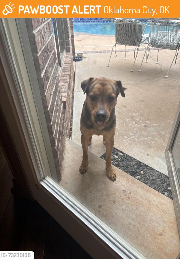 Found/Stray Male Dog last seen Green cedar Terrace Oaks ll neighborhood, Okc, Oklahoma City, OK 73131