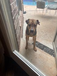 Found/Stray Male Dog last seen Green cedar Terrace Oaks ll neighborhood, Okc, Oklahoma City, OK 73131