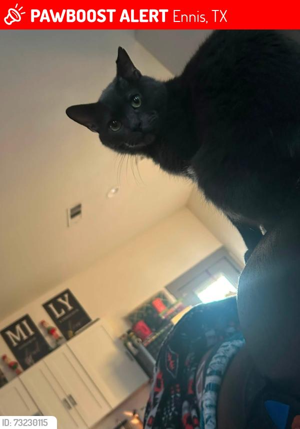 Lost Male Cat last seen Getzendaner, Ennis, TX 75119