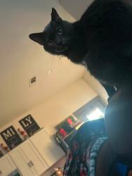 Lost Male Cat last seen Getzendaner, Ennis, TX 75119
