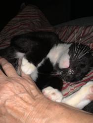 Lost Male Cat last seen Bay tree & Interlachen, Melbourne, FL 32940