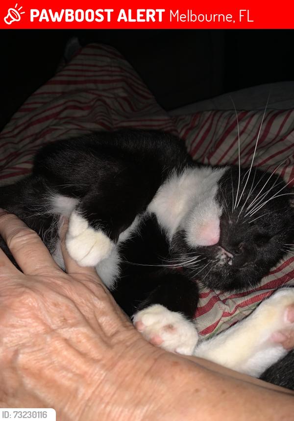 Lost Male Cat last seen Bay tree & Interlachen, Melbourne, FL 32940