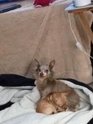 Lost Male Dog last seen Holloway, Cleburne, TX 76031