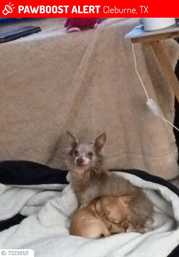 Lost Male Dog last seen Holloway, Cleburne, TX 76031