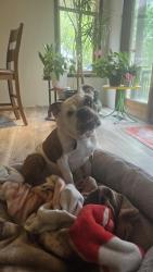Reunited Male Dog last seen Near Skyview Dr, Rapid City, SD 57702