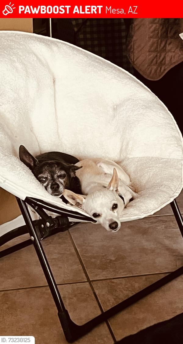Lost Female Dog last seen Lindsey and mckellips, Mesa, AZ 85213