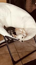 Lost Female Dog last seen Lindsey and mckellips, Mesa, AZ 85213