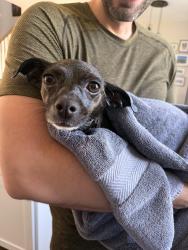 Reunited Female Dog last seen G O Carlson x Lloyd Ave. Downingtown PA, Downingtown, PA 19335