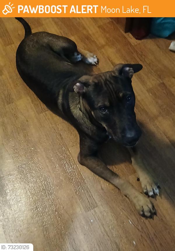 Found/Stray Male Dog last seen Xena, Moon Lake, FL 34654