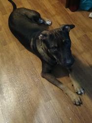 Found/Stray Male Dog last seen Xena, Moon Lake, FL 34654
