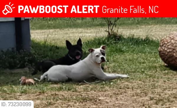Lost Unknown Dog last seen Near Campground Rd., Granite Falls, NC, Granite Falls, NC 28630