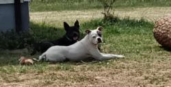 Lost Unknown Dog last seen Near Campground Rd., Granite Falls, NC, Granite Falls, NC 28630