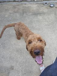 Found/Stray Male Dog last seen Found by blue trail, Carrollton, TX 75011