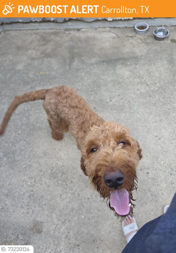 Found/Stray Male Dog last seen Found by blue trail, Carrollton, TX 75011