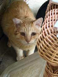 Found/Stray Male Cat last seen Maplewood and Mercer Rd 19066, Merion Station, PA 19072