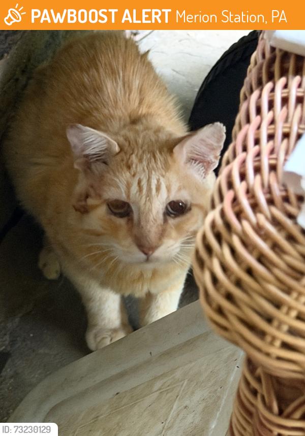 Found/Stray Male Cat last seen Maplewood and Mercer Rd 19066, Merion Station, PA 19072