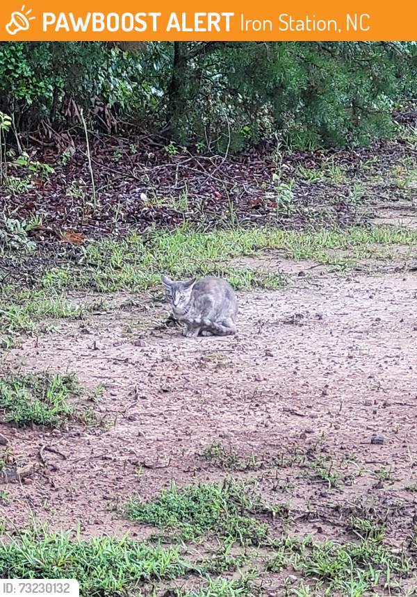 Found/Stray Female Cat last seen Neighborhood in Iron Station, Iron Station, NC 28080