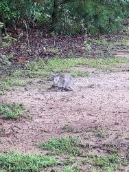 Found/Stray Female Cat last seen Neighborhood in Iron Station, Iron Station, NC 28080