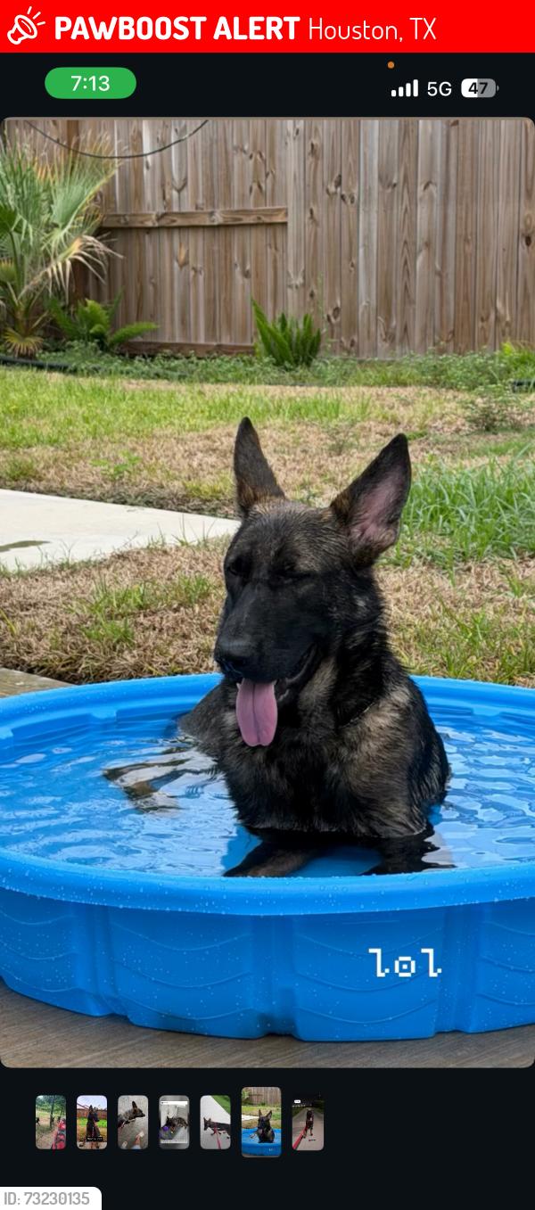 Lost Male Dog last seen Harwin and boone, Houston, TX 77072