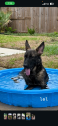Lost Male Dog last seen Harwin and boone, Houston, TX 77072
