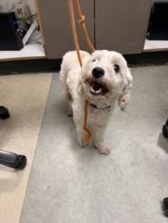Shelter Stray Female Dog last seen , 14409 Vanowen St, Van Nuys, CA 91405, USA