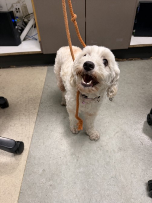 Shelter Stray Female Dog last seen , 14409 Vanowen St, Van Nuys, CA 91405, USA