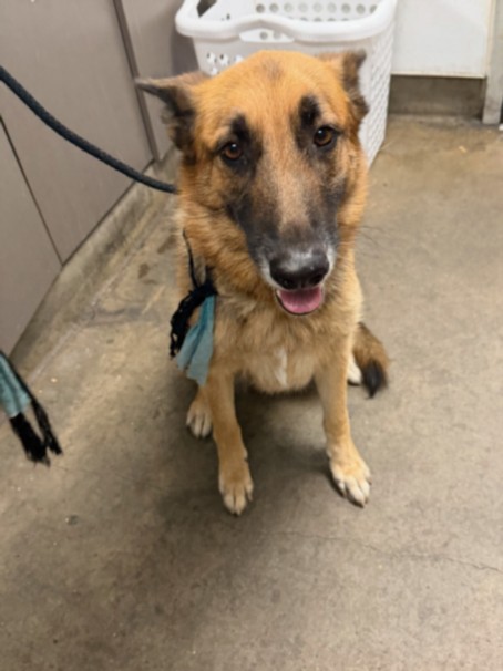 Shelter Stray Female Dog last seen , 14409 Vanowen St, Van Nuys, CA 91405, USA