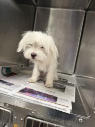 Shelter Stray Male Dog last seen , 14409 Vanowen St, Van Nuys, CA 91405, USA