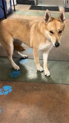Shelter Stray Female Dog last seen , 14409 Vanowen St, Van Nuys, CA 91405, USA