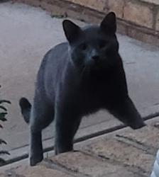 Found/Stray Unknown Cat last seen Neighborhood in Iron Station, Iron Station, NC 28080