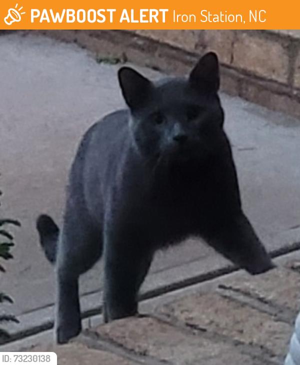 Found/Stray Unknown Cat last seen Neighborhood in Iron Station, Iron Station, NC 28080