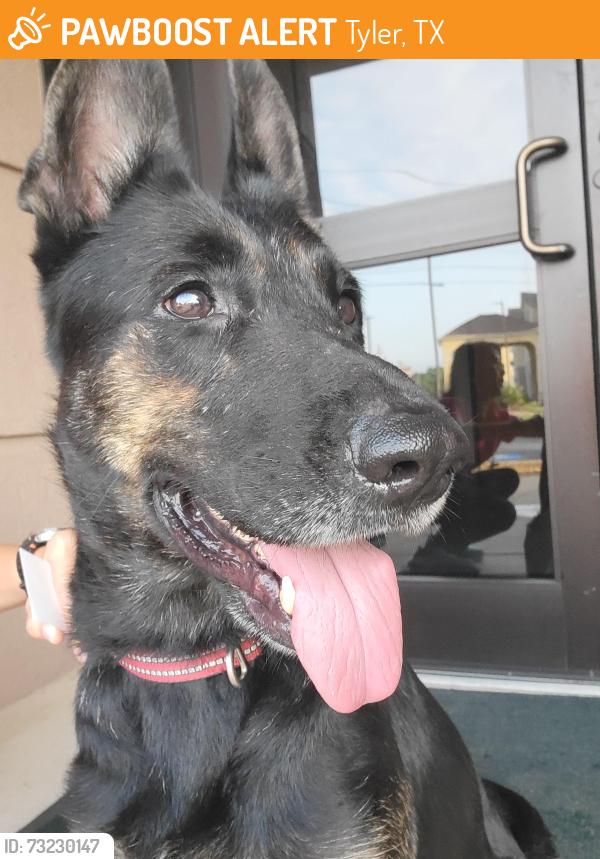 Found/Stray Female Dog last seen Near Best Buy, Tyler, TX 75703