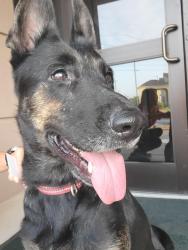 Found/Stray Female Dog last seen Near Best Buy, Tyler, TX 75703