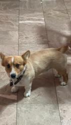 Reunited Male Dog last seen Cottman and Battersby, Philadelphia, PA 19149