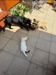 Reunited Female Cat last seen Empress Road Wallasey, Merseyside, England CH44