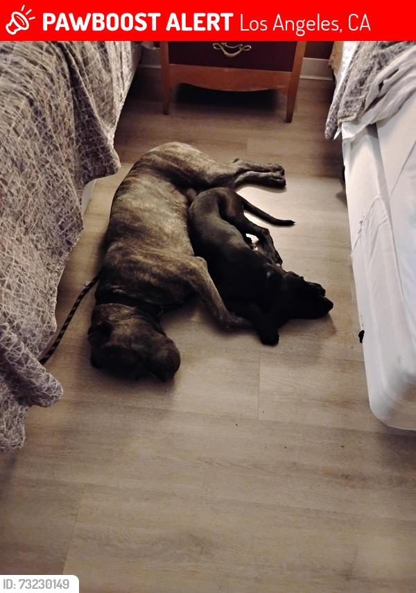 Lost Male Dog last seen Near Osborne St, Los Angeles, CA 91402