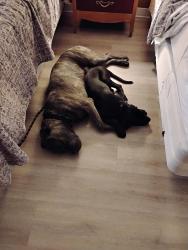 Lost Male Dog last seen Near Osborne St, Los Angeles, CA 91402