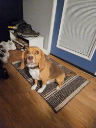 Reunited Male Dog last seen Benedict Fountain Park, Denver, CO 80203