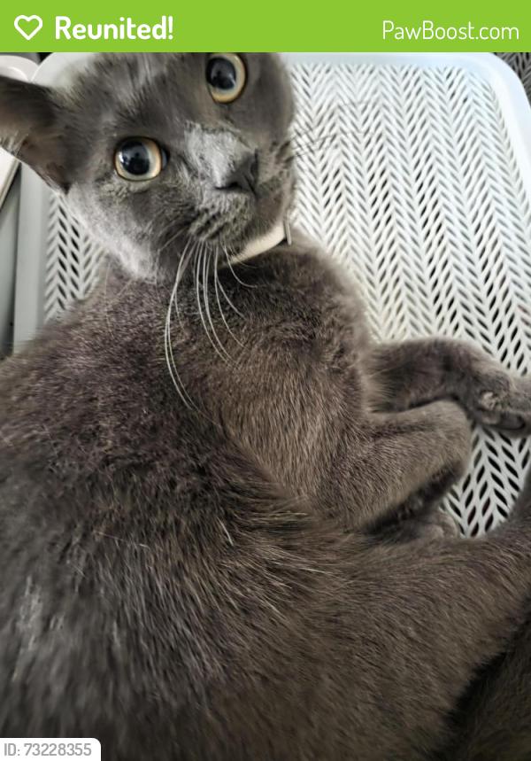 Reunited Female Cat last seen Denton ave and hicks, natural preserve on south side of denton between hicks and Brenda st, Hudson, FL 34667