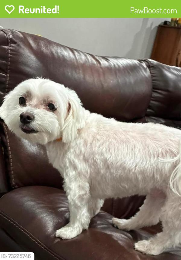 Reunited Female Dog last seen Woods at the top of Hillcrest ave and Scholl ave bethlehem pa 18015, Bethlehem, PA 18015