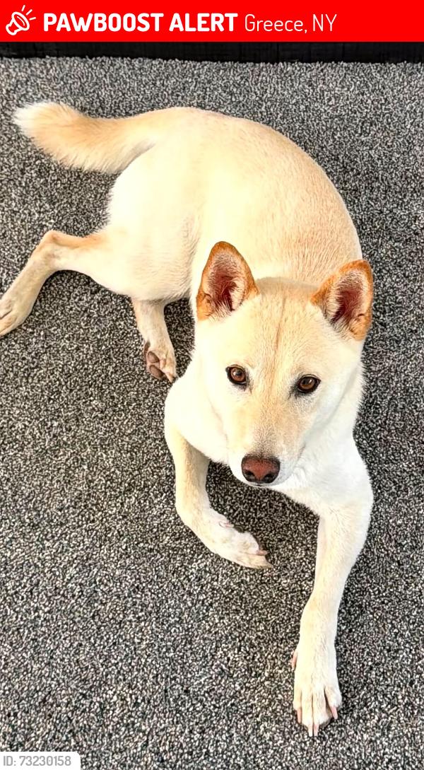 Lost Male Dog last seen Elmgrove and Straub area, Greece, NY 14626